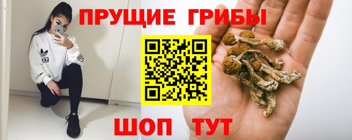 Выкса  Псилоцибиновые грибы Cubensis  Вход с VPN 